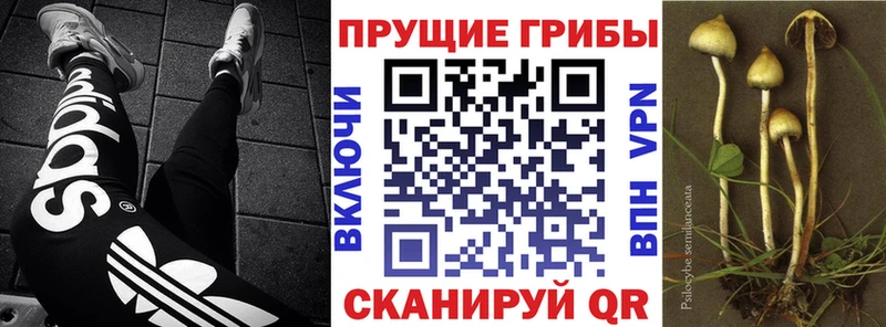 МЕГА ссылка  где купить наркоту  Корсаков  Галлюциногенные грибы мицелий 